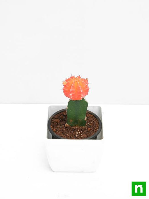 moon cactus (grafted - plant