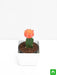 moon cactus (grafted - plant