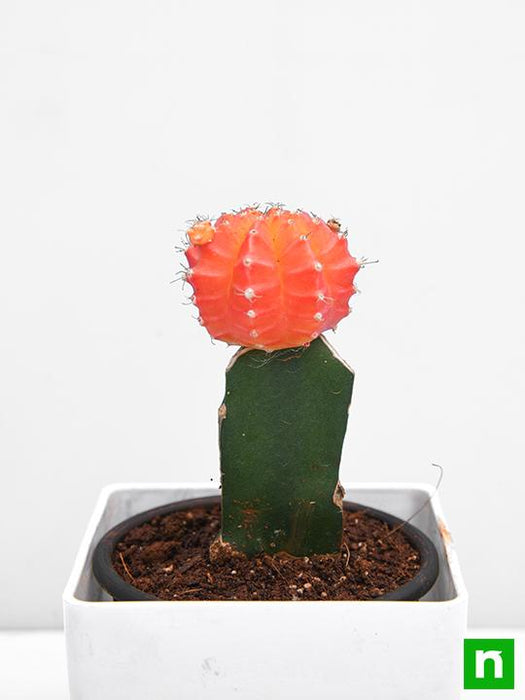 moon cactus (grafted - plant