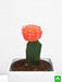 moon cactus (grafted - plant