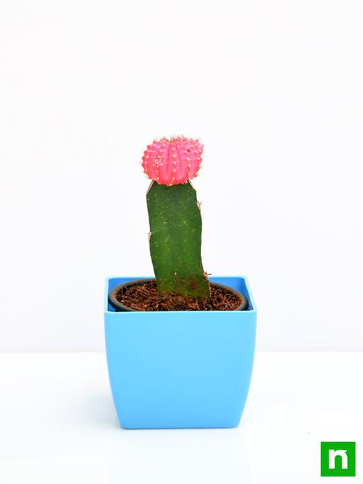 moon cactus (grafted - plant