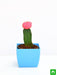 moon cactus (grafted - plant