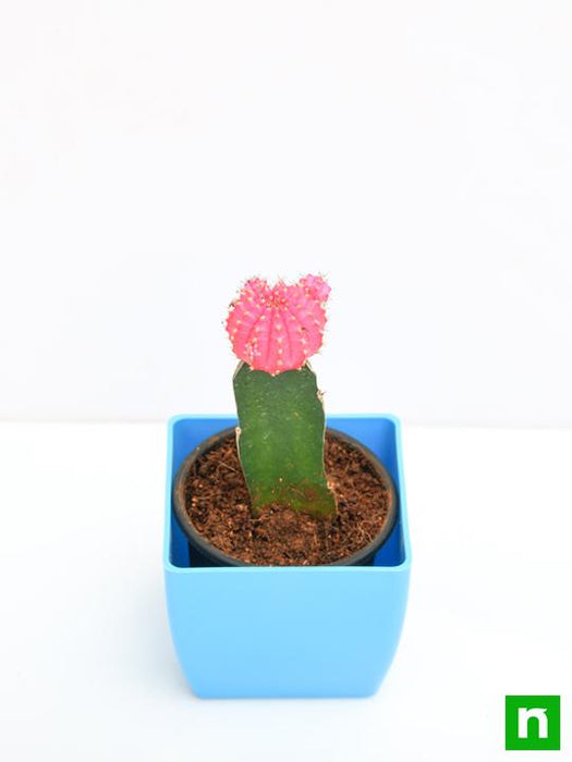 moon cactus (grafted - plant