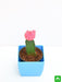 moon cactus (grafted - plant