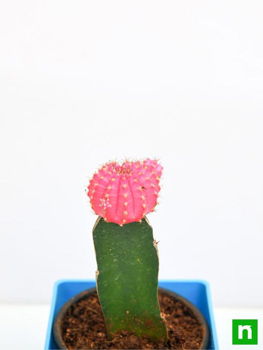 moon cactus (grafted - plant