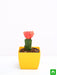 moon cactus (grafted - plant