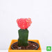 moon cactus (grafted - plant