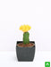 moon cactus (grafted - plant