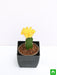 moon cactus (grafted - plant