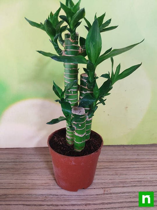 multidrop lotus tiger sticks lucky bamboo - plant