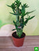 multidrop lotus tiger sticks lucky bamboo - plant