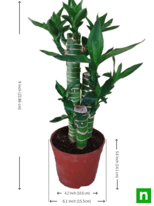 multidrop lotus tiger sticks lucky bamboo - plant