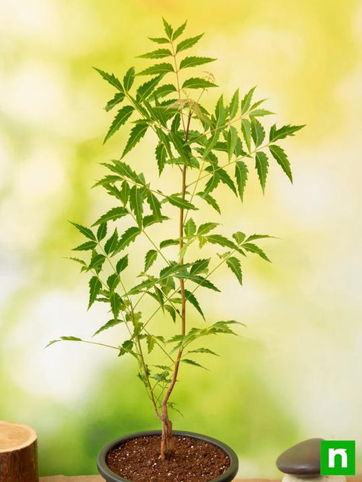 neem tree - plant