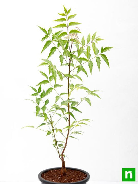 neem tree - plant