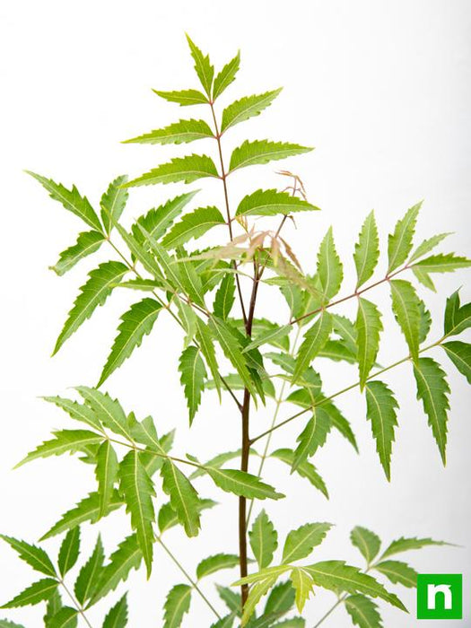 neem tree - plant