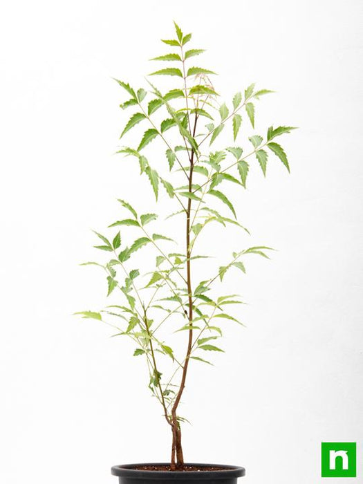 neem - plant