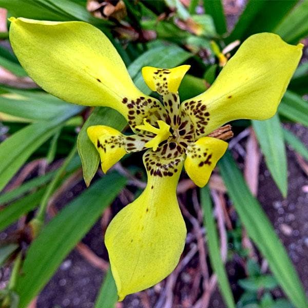 neomarica longifolia plant - plant