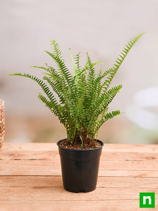 nephrolepis exaltata bosteniensis - plant