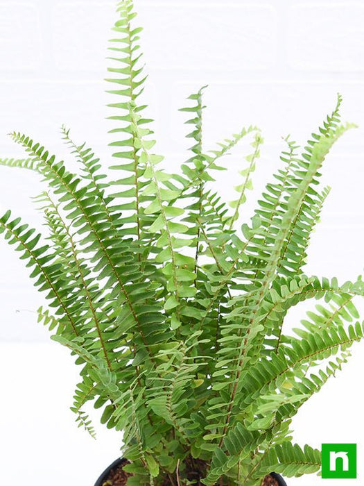 nephrolepis exaltata bosteniensis - plant