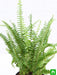 nephrolepis exaltata bosteniensis - plant