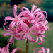 nerine lily (pink) - bulbs (set of 5)