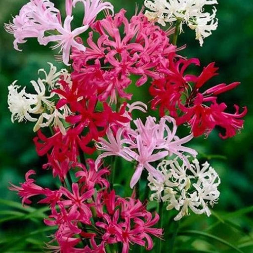 nerine lily (random color) - bulbs (set of 10)