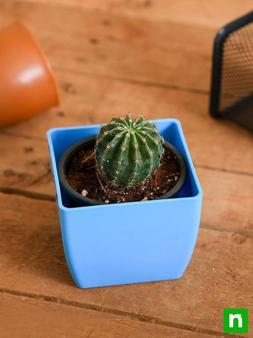 notocactus roseoluteus - plant