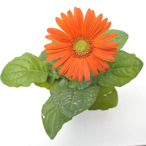 gerbera (orange) - plant