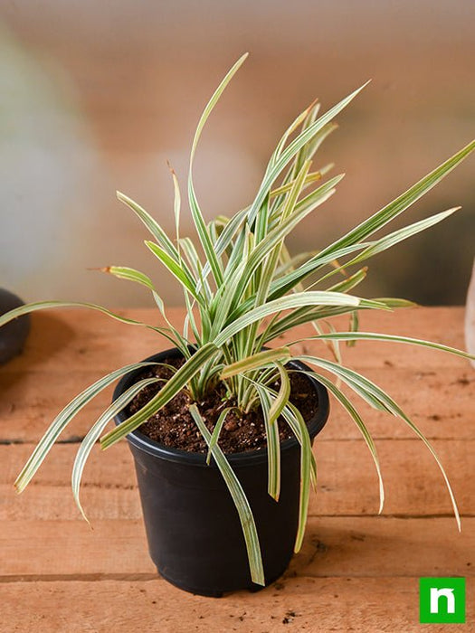 ophiopogon jaburan variegated - plant