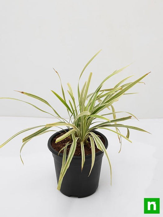 ophiopogon jaburan variegated - plant