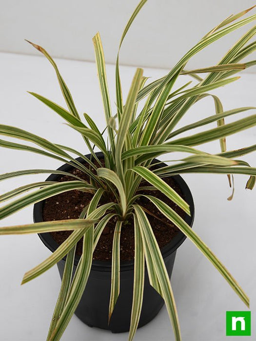 ophiopogon jaburan variegated - plant