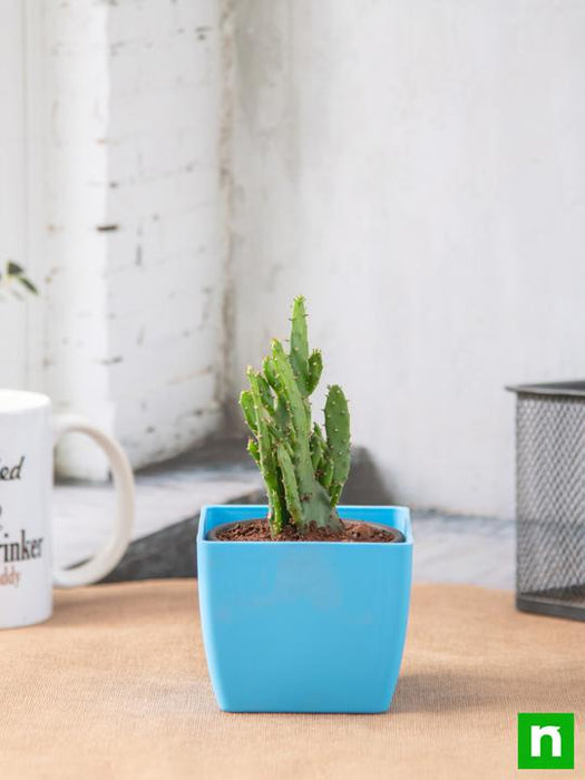 opuntia monacantha - plant