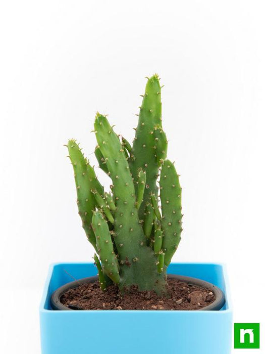 opuntia monacantha - plant