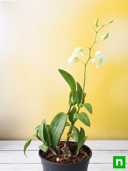 orchid plant - plant