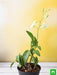 orchid plant - plant