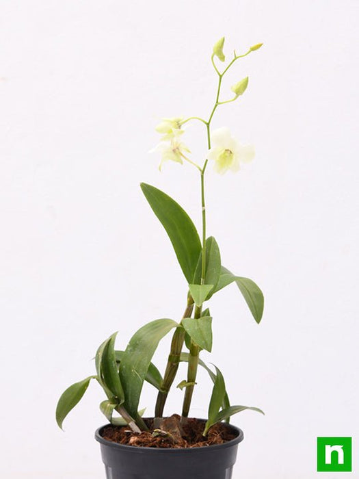 orchid plant - plant