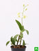 orchid plant - plant