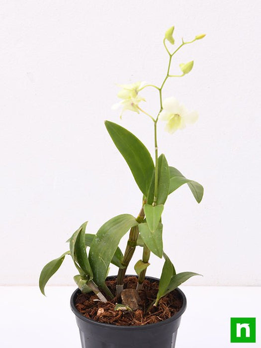 orchid plant - plant