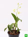 orchid plant - plant