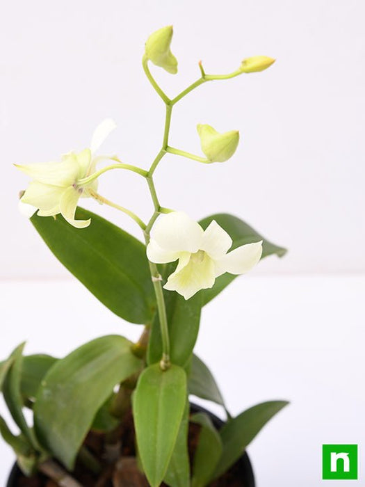 orchid plant - plant