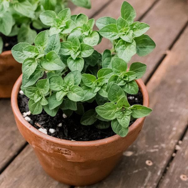 oregano - plant