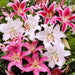 oriental lilies (mix color) - bulbs (set of 5)