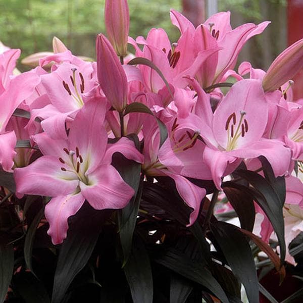 oriental lily - bulbs (set of 5)