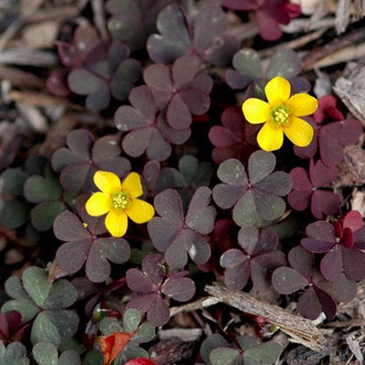 creeping wood sorrel - plant