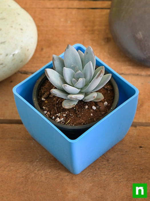 pachyveria bea - plant