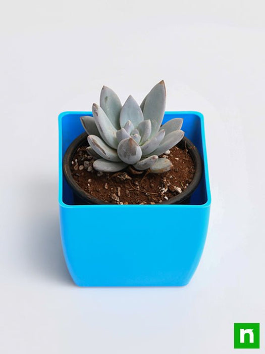 pachyveria bea - plant