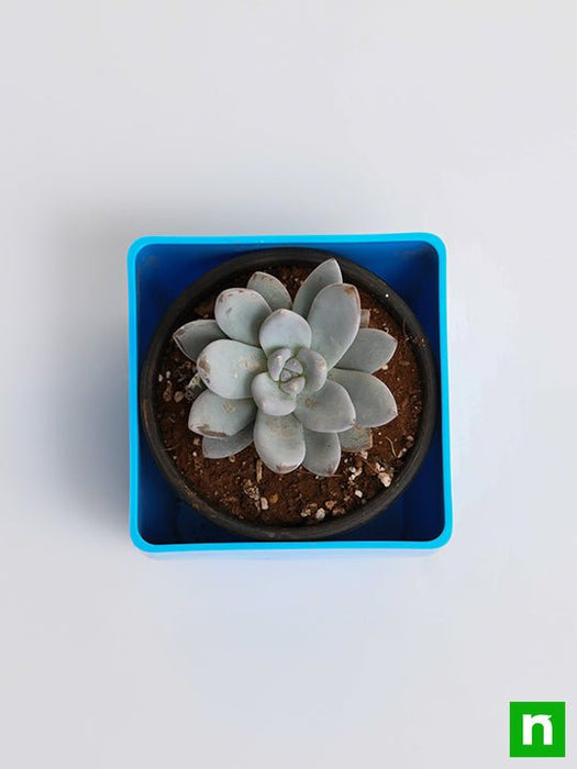 pachyveria bea - plant