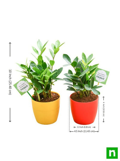 pack of 2 zz plants for our generous friendship 