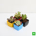 pack of 4 beautiful succulents 