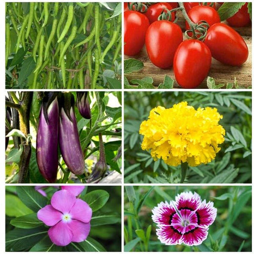 pack of 6 kitchen garden seeds (veg+flower) worth rs. 330 